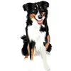 Australian Shepherd - Black Tri with Colors Black, White, and Tan 2 4000cx4000
