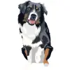 Australian Shepherd - Black Tri with Colors Black, White, and Tan 3 4000cx4000
