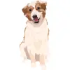 Australian Shepherd - Red Merle 4000cx4000