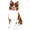 Australian Shepherd - Red Merle with White and Tan Markings 2 4000cx4000