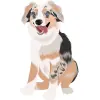 Australian Shepherds-06 4000cx4000