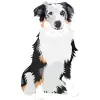 Australian Shepherds-10 4000cx4000