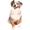 Australian Shepherds-14 4000cx4000