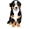 Bernese Mountain Dog - Tricolor (Black, White, and Rust) 2 4000cx4000