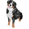 Bernese Mountain Dog - Tricolor (Black, White, and Rust) 3 4000cx4000
