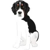 Bernese Mountain Dog - Tricolor (Black, White, and Rust) 5 4000cx4000