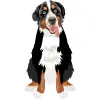 Bernese Mountain Dog - Tricolor (Black, White, and Rust) 4000cx4000