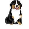 Bernese Mountain Dog - Tricolor with Black, White, and Rust 2 4000cx4000