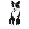 Border Collie - Black and White copy 4000cx4000