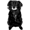 Border Collie - Black with White Colors 4000cx4000