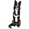 Border Collie - Tri-color with Black, White, and Tan.2 4000cx4000