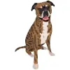 Boxer - Brindle with White Markings 2 1