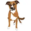 Boxer - Fawn with White Markings copy 1