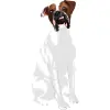 Boxer - White with Brindle Markings 1