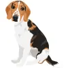 Beagle - Tricolor - Black, White, and Brown 2 1