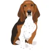 Beagle - Tricolor (Black, White, and Brown) 1