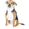 Beagle - Tricolor (Black, White, and Tan) 1