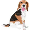 Beagle - Tricolor with Black, White, and Brown Colors 1