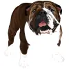 Bulldog - Brindle with White 1