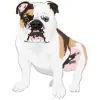 Bulldog - Red Brindle and White 1