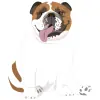 English-bulldog-01 1