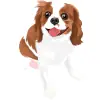Cavalier King Charles Spaniel - Blenheim with Colors White and Chestnut
