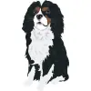 king-charles-cavalier-07