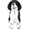 king-charles-cavalier-03