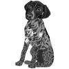 German Shorthaired Pointer - Black Roan with Ticking 1