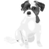 Shih Tzu - Black and White 1
