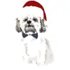shih tzu - creative-market-christmas-pack-36 1