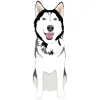 Siberian Husky - Black and White with Blue Eyes 1