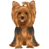 Yorkshire Terrier - Black and Tan 1