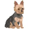 Yorkshire Terrier - Blue and Tan 2 1