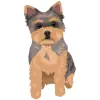 Yorkshire Terrier - Blue and Tan 1