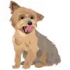 Yorkshire Terrier - Blue and Tan 3 1