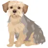 Yorkshire Terrier - Blue and Tan 4 1