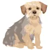 Yorkshire Terrier - Blue and Tan 5 1