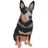 Australian Cattle Dog - 1 - Blue Speckled with Tan
