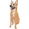 Australian Cattle Dog - 3 - Red Speckle