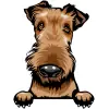 Airedale Terrier 6