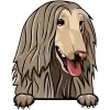 Afghan Hound 6