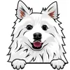 American Eskimo 6
