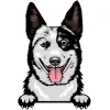 Australian Cattle Dog 12