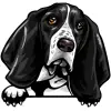 basset hound (1)