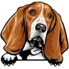 basset hound (2)