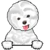 bichon frise