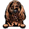 bloodhound (1)