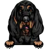 bloodhound (2)
