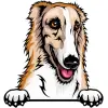 borzoi
